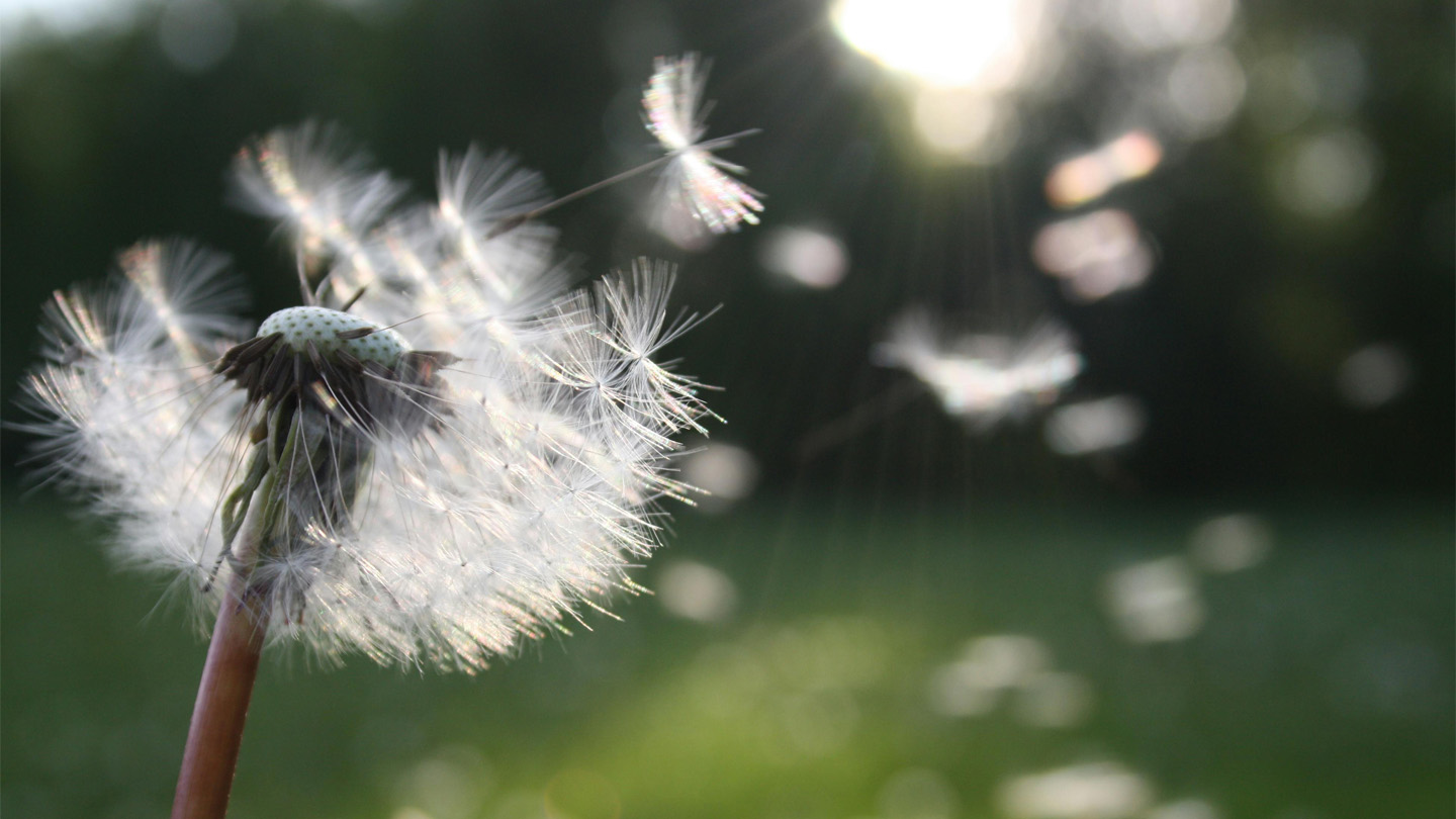 Nahaufnahme einer Pusteblume